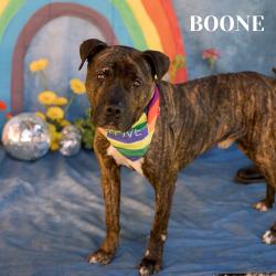 Shelter Stray Male Dog last seen , Philadelphia, PA 19140