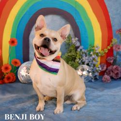 Shelter Stray Male Dog last seen , Philadelphia, PA 19140
