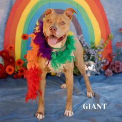 Shelter Stray Male Dog last seen , Philadelphia, PA 19140