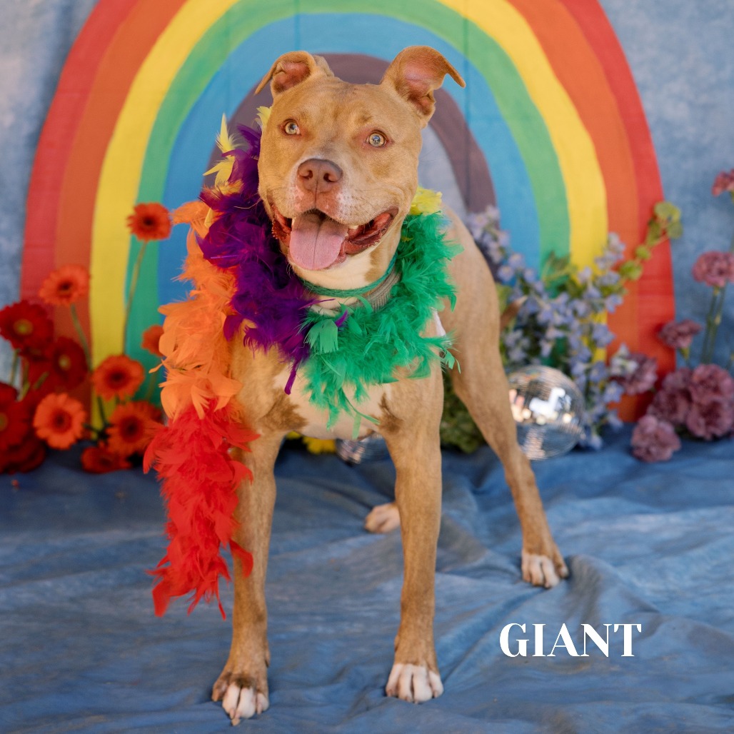 Shelter Stray Male Dog last seen , Philadelphia, PA 19140