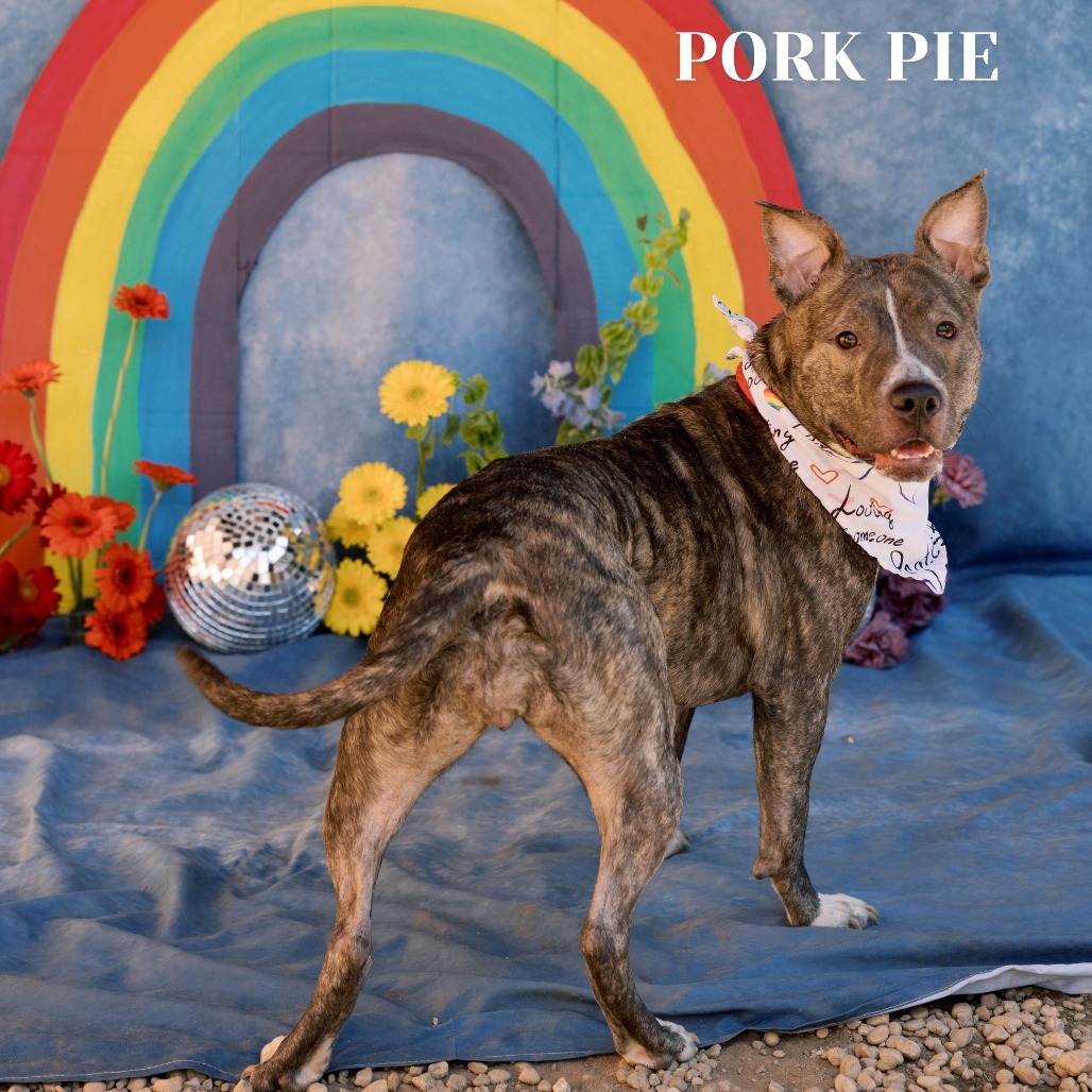 Shelter Stray Female Dog last seen , Philadelphia, PA 19140