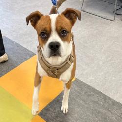 Shelter Stray Male Dog last seen , Philadelphia, PA 19140