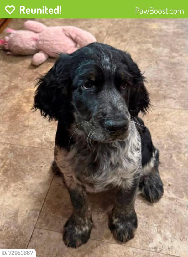 Reunited Female Dog last seen North meadow lane, Madison, WI 53705