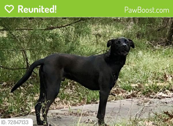 Reunited Male Dog last seen Hidden Cove Rd & U.S. 190, Point Blank, Texas, USA, San Jacinto County, TX 77364