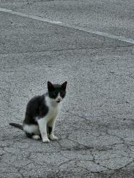 Found/Stray Unknown Cat last seen Chancey road Zephyrhills, FL , Zephyrhills, FL 33542