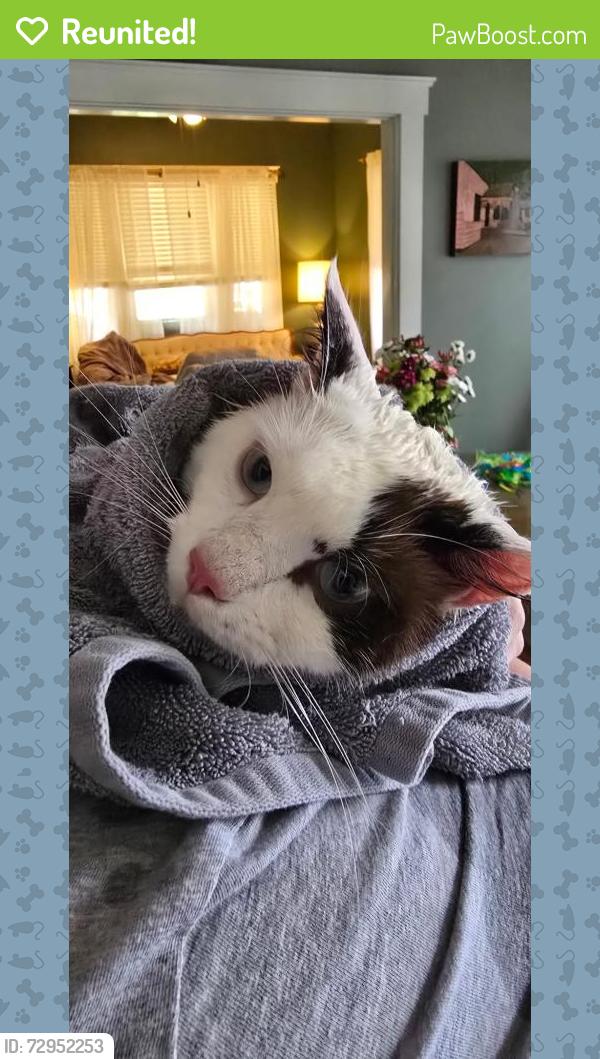 Reunited Male Cat last seen N Street, Lenoir City, TN 37771