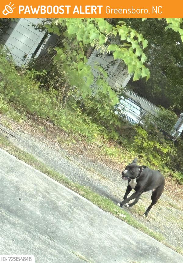 Found/Stray Female Dog last seen McCormick st and E Florida St, Greensboro, NC 27403