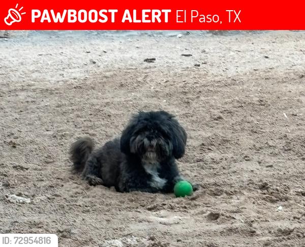 Lost Male Dog last seen De La Rosa Ave and Jonathan Raul, El Paso, TX 79928
