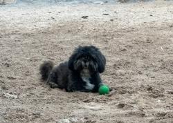 Lost Male Dog last seen De La Rosa Ave and Jonathan Raul, El Paso, TX 79928