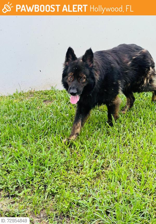 Found/Stray Female Dog last seen Hollywood Blvd, Hollywood, FL 33024