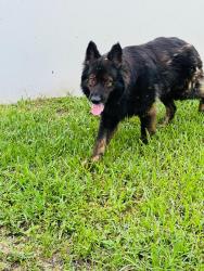Found/Stray Female Dog last seen Hollywood Blvd, Hollywood, FL 33024