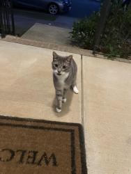 Found/Stray Unknown Cat last seen Switchyard Dr and Train Station St, Cornelius, NC 28031