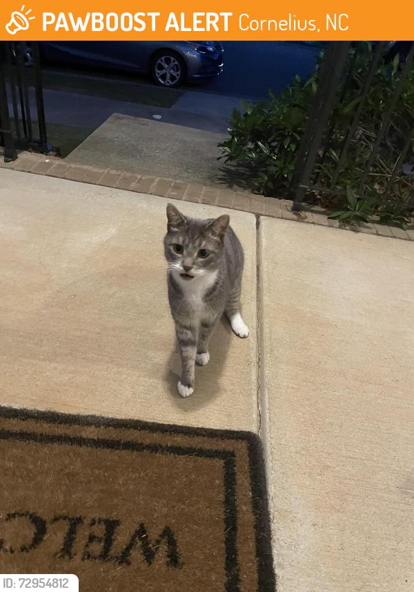 Found/Stray Unknown Cat last seen Switchyard Dr and Train Station St, Cornelius, NC 28031