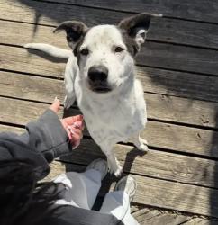 Reunited Male Dog last seen Riviera Springs , Cedar Park, TX 78613