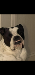 Reunited Male Dog last seen Midkiff, Mid-Cities church, Grafa park , Midland, TX 79707