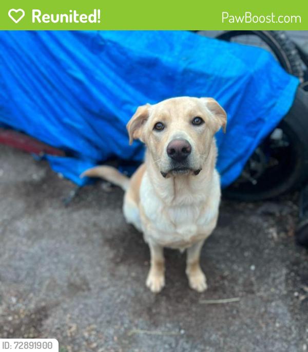 Reunited Male Dog last seen Moore Ave and Nolensville , Nashville, TN 37203