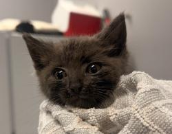Shelter Stray Male Cat last seen Out of Town, Burnsville, NC 28714