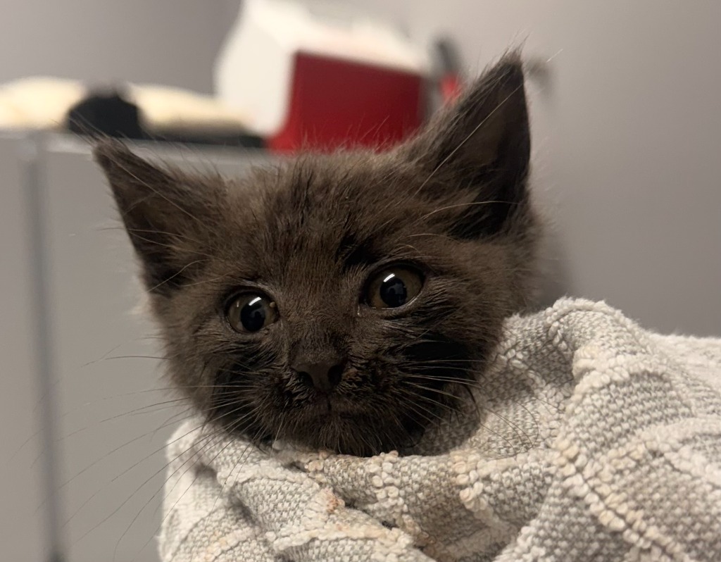 Shelter Stray Male Cat last seen Out of Town, Burnsville, NC 28714