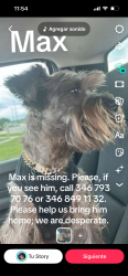 Reunited Male Dog last seen Near Colima Dr Houston tx 77083, Houston, TX 77083