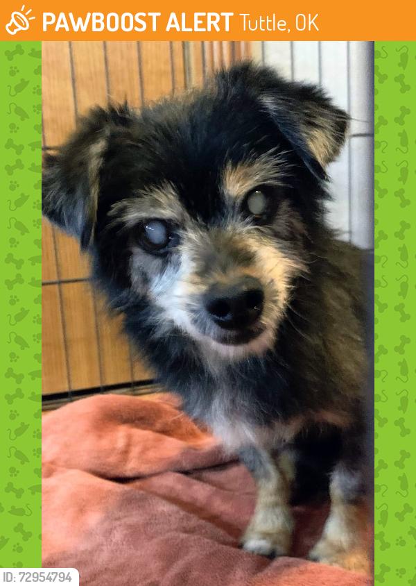 Found/Stray Male Dog last seen Hwy 37 and Sara Road, Tuttle, OK 73089