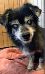 Found/Stray Male Dog last seen Hwy 37 and Sara Road, Tuttle, OK 73089