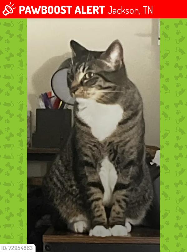 Lost Female Cat last seen Old Medina rd and Henderson rd, Jackson, TN 38305