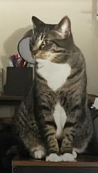 Lost Female Cat last seen Old Medina rd and Henderson rd, Jackson, TN 38305