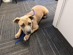 Lost Female Dog last seen mount vernon ave & baseline st, San Bernardino, CA 92411