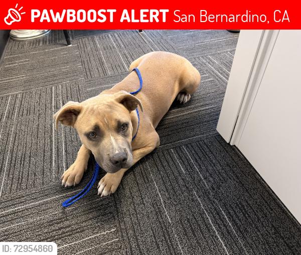 Lost Female Dog last seen mount vernon ave & baseline st, San Bernardino, CA 92411