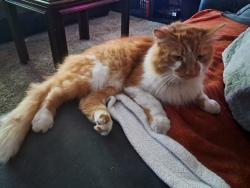 Found/Stray Unknown Cat last seen Fountain Blvd and Chelton, Colorado Springs, CO 80910