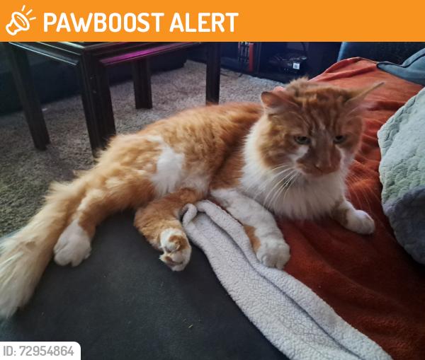 Found/Stray Unknown Cat last seen Fountain Blvd and Chelton, Colorado Springs, CO 80910