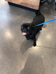 Reunited Male Dog last seen Silver Sage, Fort Worth, TX, Fort Worth, TX 76137