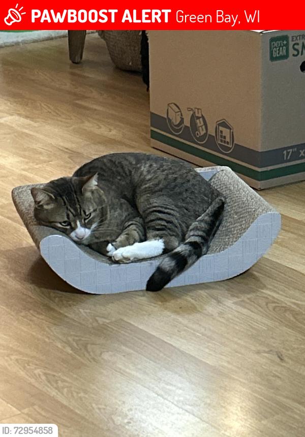 Lost Male Cat last seen North road ashwaubenon, Green Bay, WI 54313