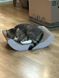 Lost Male Cat last seen North road ashwaubenon, Green Bay, WI 54313