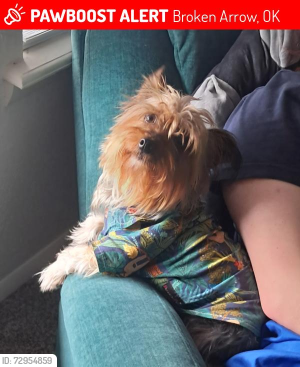 Lost Female Dog last seen At the park behind Sonic on Elm & New Orleans (101st) in Broken Arrow, Broken Arrow, OK 74012