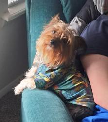 Lost Female Dog last seen At the park behind Sonic on Elm & New Orleans (101st) in Broken Arrow, Broken Arrow, OK 74012