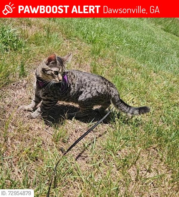Lost Female Cat last seen Outside, Dawsonville, GA 30534