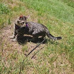 Lost Female Cat last seen Outside, Dawsonville, GA 30534