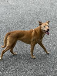 Found/Stray Female Dog last seen Ballentine ests rd , Irmo, SC 29063