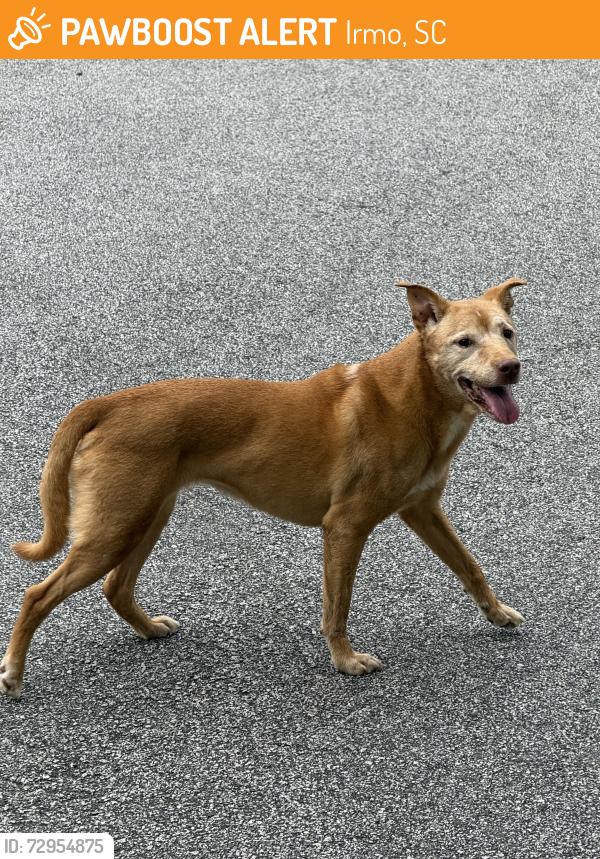 Found/Stray Female Dog last seen Ballentine ests rd , Irmo, SC 29063
