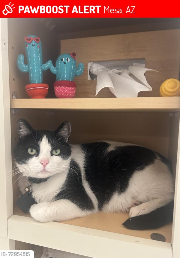 Lost Male Cat last seen Brown and Crismon , Mesa, AZ 85207