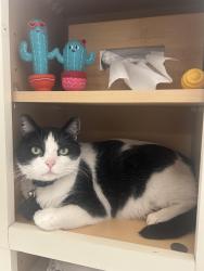Lost Male Cat last seen Brown and Crismon , Mesa, AZ 85207