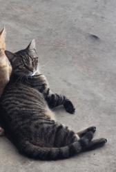 Lost Male Cat last seen JC Elliott Landfill, Corpus Christi, TX 78416
