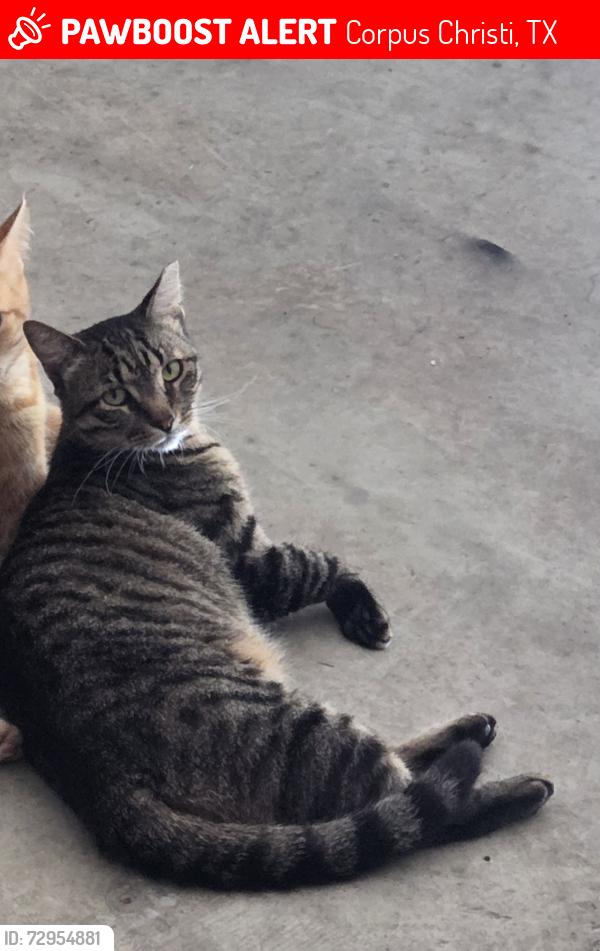 Lost Male Cat last seen JC Elliott Landfill, Corpus Christi, TX 78416