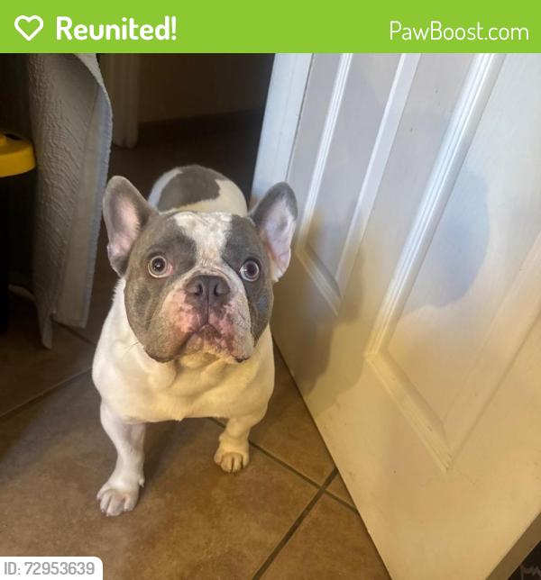 Reunited Male Dog last seen San Pablo & San Nicholas, Palm Desert, CA 92260