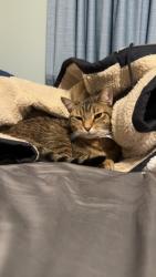 Lost Male Cat last seen Oneida and Roscoe, Green Bay, WI 54304