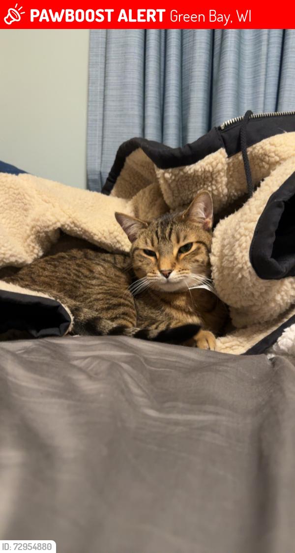Lost Male Cat last seen Oneida and Roscoe, Green Bay, WI 54304