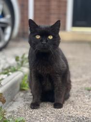 Lost Male Cat last seen Hollybush road blurton, Stoke-on-Trent, England ST3 2AY