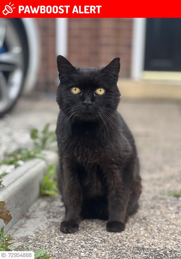 Lost Male Cat last seen Hollybush road blurton, Stoke-on-Trent, England ST3 2AY