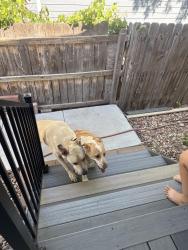 Found/Stray Unknown Dog last seen Quail st Evans , Evans, CO 80620